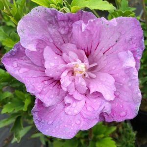 Hibiskus LAVENDER CHIFFON - ketmia syryjska