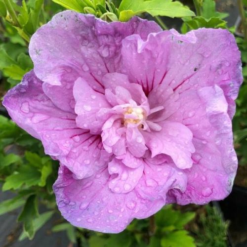 Hibiskus LAVENDER CHIFFON - ketmia syryjska