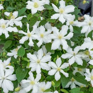 Powojnik CLEMATIS bylinowy biały
