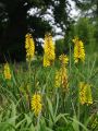 Trytoma SUNNINGLADE YELLOW