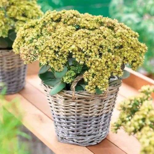 Rozchodnik SEDUCTION YELLOW DELICAT