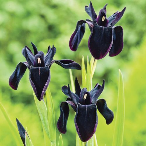 Kosaciec prążkowany BLACK FORM