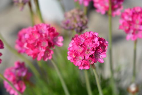 Zawciąg 'Abbey Deep Rose'