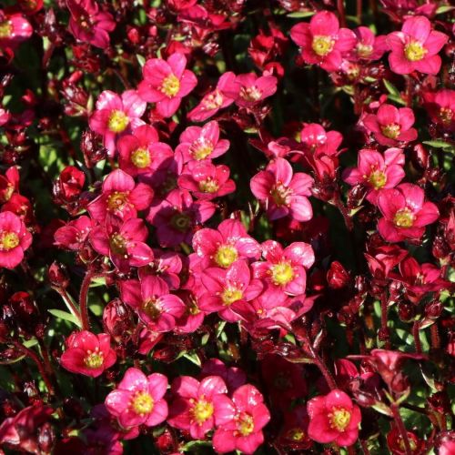 Skalnica Arendsa PIXI PAN RED