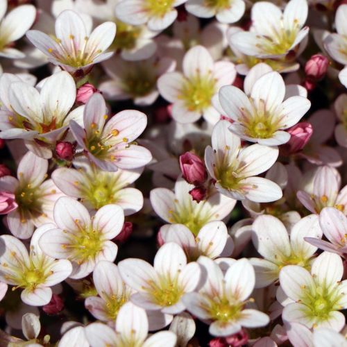 Skalnica Arendsa PIXI PAN APPLEBLOSSOM