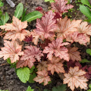 Żurawka CARNIVAL PEACH PARFAIT