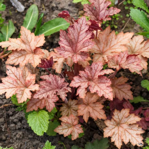 Żurawka CARNIVAL PEACH PARFAIT