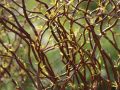 Wierzba Erythroflexuosa
