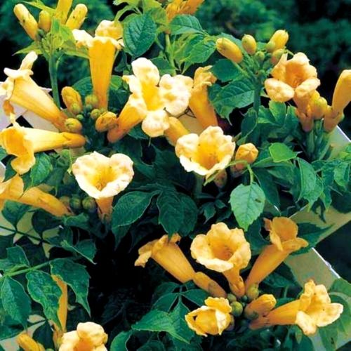 Milin Amerykański FLAVA