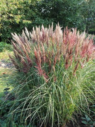 Miskant chiński DREAD LOCKS