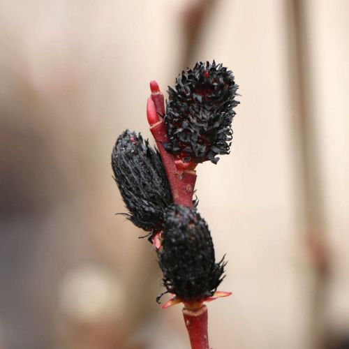 Wierzba smukłoszyjkowa Melanostachys