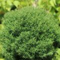 Thuja TEDDY