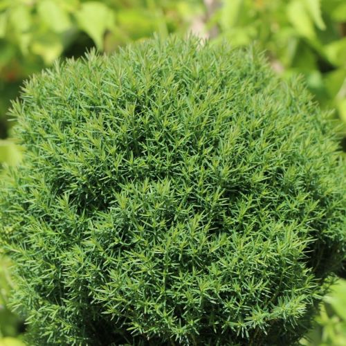 Thuja TEDDY