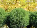 Thuja TEDDY