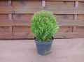 Thuja TEDDY