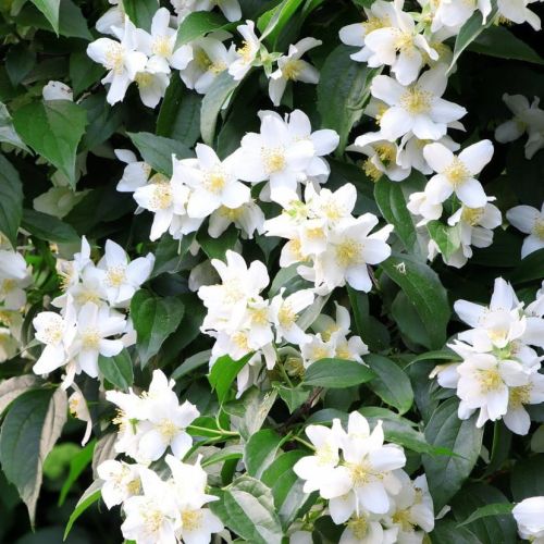 Jaśminowiec Wonny ROSAMUNDE