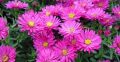 Aster krzaczasty STARLIGHT