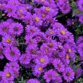Aster krzaczasty STARLIGHT