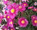 Aster Nowobelgijski MAGIC DEEP ROSE