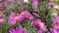 Aster Nowobelgijski MAGIC DEEP ROSE