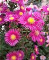 Aster Nowobelgijski MAGIC DEEP ROSE