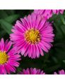 Aster Nowobelgijski MAGIC DEEP ROSE