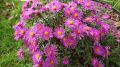 Aster Nowobelgijski MAGIC DEEP ROSE