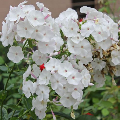 Floks wiechowaty SWEET SUMMER WHITE