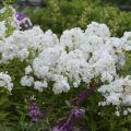 Floks wiechowaty SWEET SUMMER WHITE