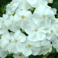 Floks wiechowaty SWEET SUMMER WHITE