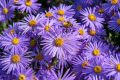 Aster Nowobelgijski MAGIC LAVENDER