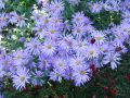 Aster Nowobelgijski MAGIC LAVENDER