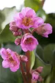 Bergenia Sercolistna SHOESHINE ROSE