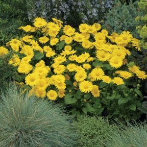 OMIEG wschodni LEONARDO COMPACT