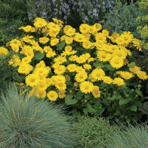 OMIEG wschodni LEONARDO COMPACT