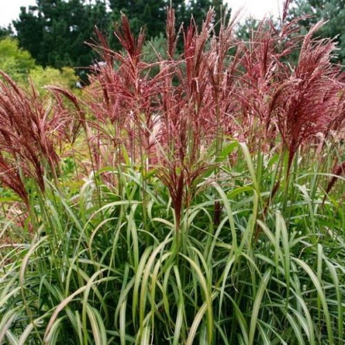 Miskant Chiński ROTER PFEIL