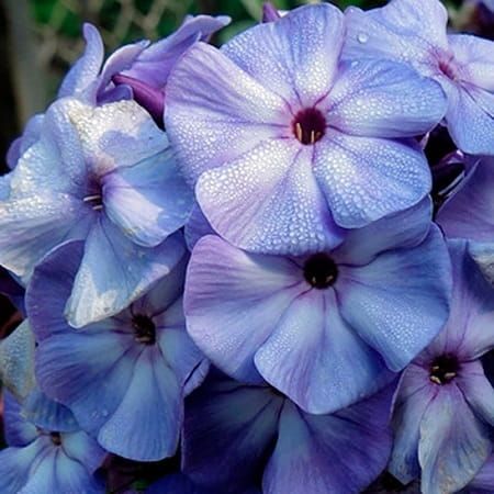 Floks Wiechowaty BLUE BOY