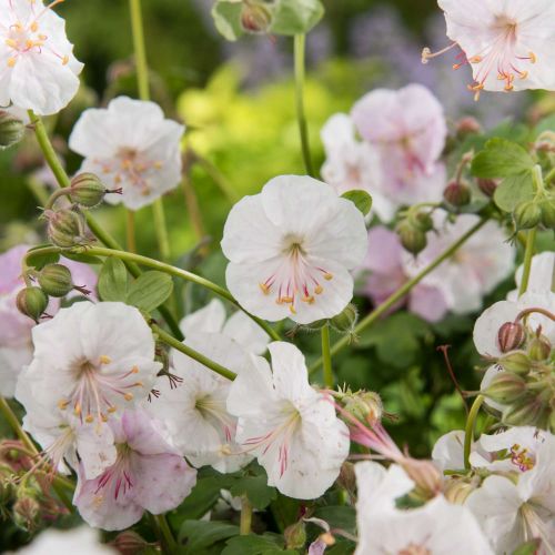 Bodziszek kantabryjski SAINT OLA