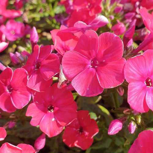 Floks Wiechowaty FLAME RED