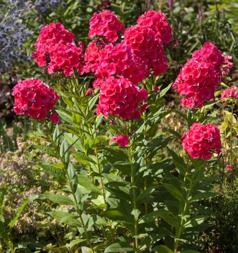 Floks Wiechowaty GRENADINE DREAM