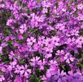 Floks Szydlasty PURPLE BEAUTY