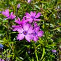 Floks Szydlasty PURPLE BEAUTY