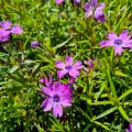 Floks Szydlasty PURPLE BEAUTY
