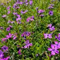 Floks Szydlasty PURPLE BEAUTY