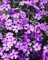 Floks Szydlasty PURPLE BEAUTY