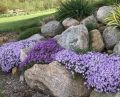 Floks Szydlasty PURPLE BEAUTY