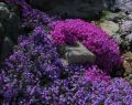 Floks Szydlasty PURPLE BEAUTY