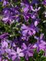 Floks Szydlasty PURPLE BEAUTY