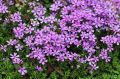Floks Szydlasty PURPLE BEAUTY