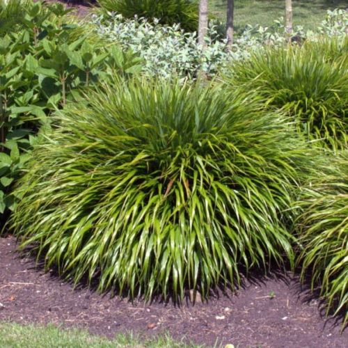 Trawa Hakonechloa GREENHILLS
